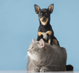 hermoso retrato mascota perro gato pequenos 2